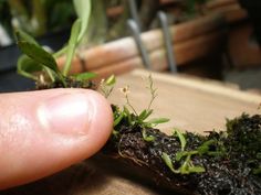 someone is holding their finger over some plants that are growing out of the soil in front of them