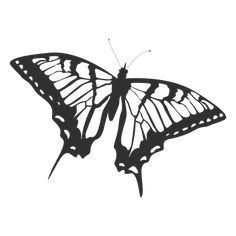 a black and white photo of a butterfly on a white background with the words,