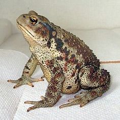 a brown and black frog sitting on top of a white sheet