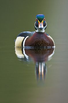 a wood duck is swimming in the water