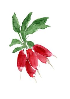 watercolor painting of radishes with green leaves and red flowers on white background