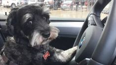 a small dog sitting in the driver's seat of a car with his paw on the steering wheel