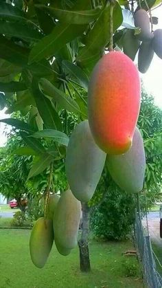 mangoes hanging from a tree in the yard with cars parked on the other side