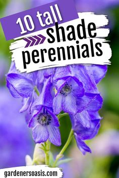 Tall Shade Perennials (10 Flowering Plants That Bloom In The Shade) | Gardening Tall Shade Perennials, Walking Iris, Perennial Bushes, Flowering Shade Plants, Plants That Like Shade, Shade Loving Flowers, Ground Orchids, Purple Flowering Plants, Shade Landscaping