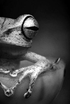 a black and white photo of a frog