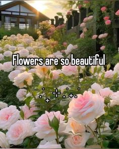 #real #whisper #flowers Animals