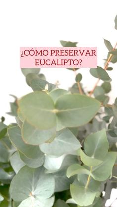 a plant with green leaves and the words como preservar eucalito?