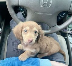 a puppy is sitting in the driver's seat of a car and looking at the camera