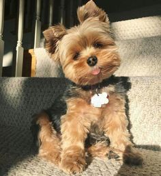 a small brown dog sitting on top of stairs