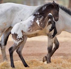 a brown and white horse standing next to a baby horse on top of dry grass