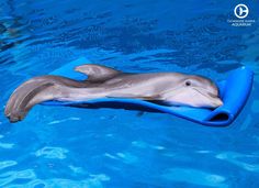 a dolphin swims in the water with its head on a blue floatie tube