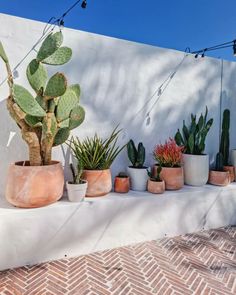 there are many potted plants on the wall