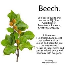 Bach Remedies, Herbal Benefits, Tree Spirits, Bach Flowers, Flower Remedies, Bach Flower Remedies, Flower Remedy, Green Magic, Magical Herbs