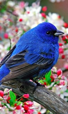 a blue bird sitting on top of a tree branch next to red and white flowers