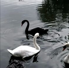 Flipagram Instagram, Image Swag, White Swan, Black And White Aesthetic, Swan Lake, Black Swan, Nature Aesthetic, Swans, White Aesthetic