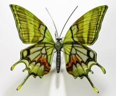 a green and orange butterfly on a white background with its wings spread out to the side