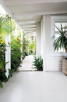 a house with white walls and lots of plants on the front porch, along with a potted palm tree