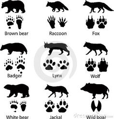 the different types of animals and their tracks