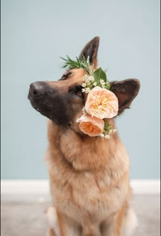 a dog wearing a flower crown on its head