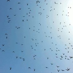 a large flock of birds flying in the blue sky with sun shining through it's wings