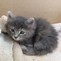 a small gray kitten sitting on top of a white blanket next to a stuffed animal