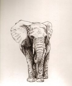 an elephant standing in front of a white background