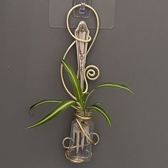 a plant in a glass vase hanging on a wall