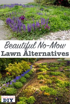 beautiful no - mow lawn alternatives for the front yard and back yard, including flowers