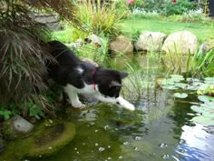 a black and white cat drinking water from a pond