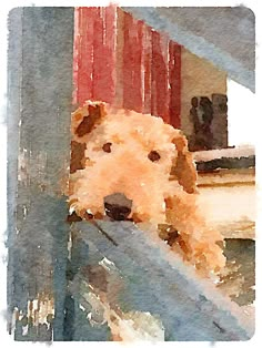 a watercolor painting of a dog looking out the window