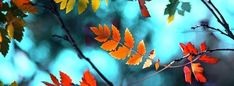 colorful autumn leaves on a tree branch with blue sky in the backgrounnd