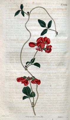 an old book with flowers and leaves on it