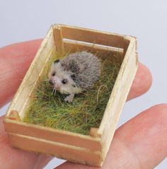 a miniature hedgehog in a wooden box with grass on the inside and eyes open