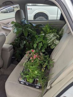 the interior of a car with several plants growing in trays on the back seat