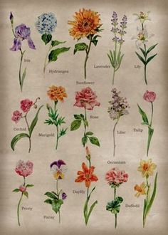 an image of flowers that are in different colors and sizes on a sheet of paper