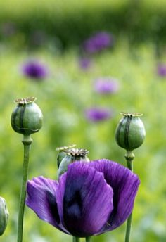 three purple flowers are in the middle of a field