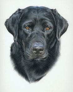 a drawing of a black dog with orange eyes