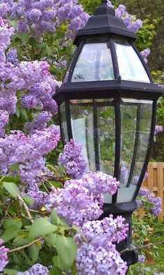 a lamp post with purple lilacs in the background