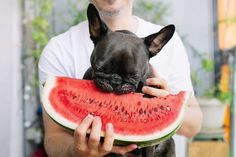 a man holding a dog in his arms while eating a piece of watermelon