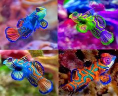 four different colored fish in an aquarium