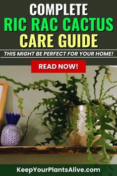 Love your zig zag cactus? Here’s how to propagate a ric rac cactus in water or soil – it’s super easy to do! ​ ​ Indoor Jungle Houseplant, Ric Rac Cactus, Zig Zag Cactus, Houseplant Aesthetic, Leaves Meaning, Rainforest Plants, Cactus Care, Bright Indirect Light, Plant Care Tips