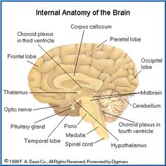 the human brain with labels on it and labeled in different parts, including the cerebra