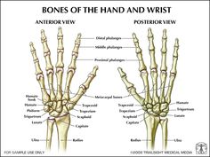 the bones of the hand and wrist are labeled in this diagram, with labels on each side