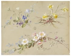 four different types of flowers are shown in this painting, including white and yellow ones