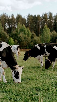 several black and white cows grazing on grass in a field with trees in the background