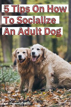 two golden retrievers sitting on the ground with text overlay reading 5 tips on how to socialize an adult dog