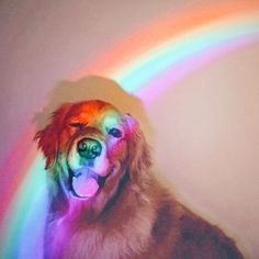 a dog that is standing in front of a rainbow light with its mouth open and tongue out