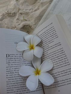 two white flowers on top of an open book