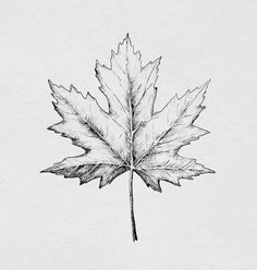 a pencil drawing of a leaf