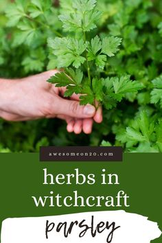 hands holding up a green leafy plant with the words herbs in witchcraft parsley